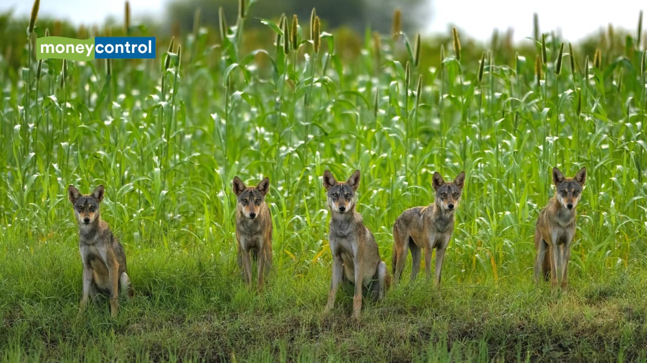 India’s wolves are in danger: This photographer’s stunning 'Wolf Pack' image reveals why
