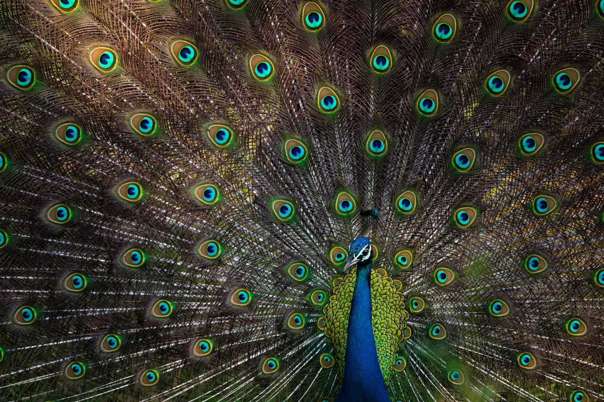 A vibrant peacock flaunts its stunning plumage amidst the serene beauty of Bandipur National Park. (Image Credit: Arvind Ramamurthy)