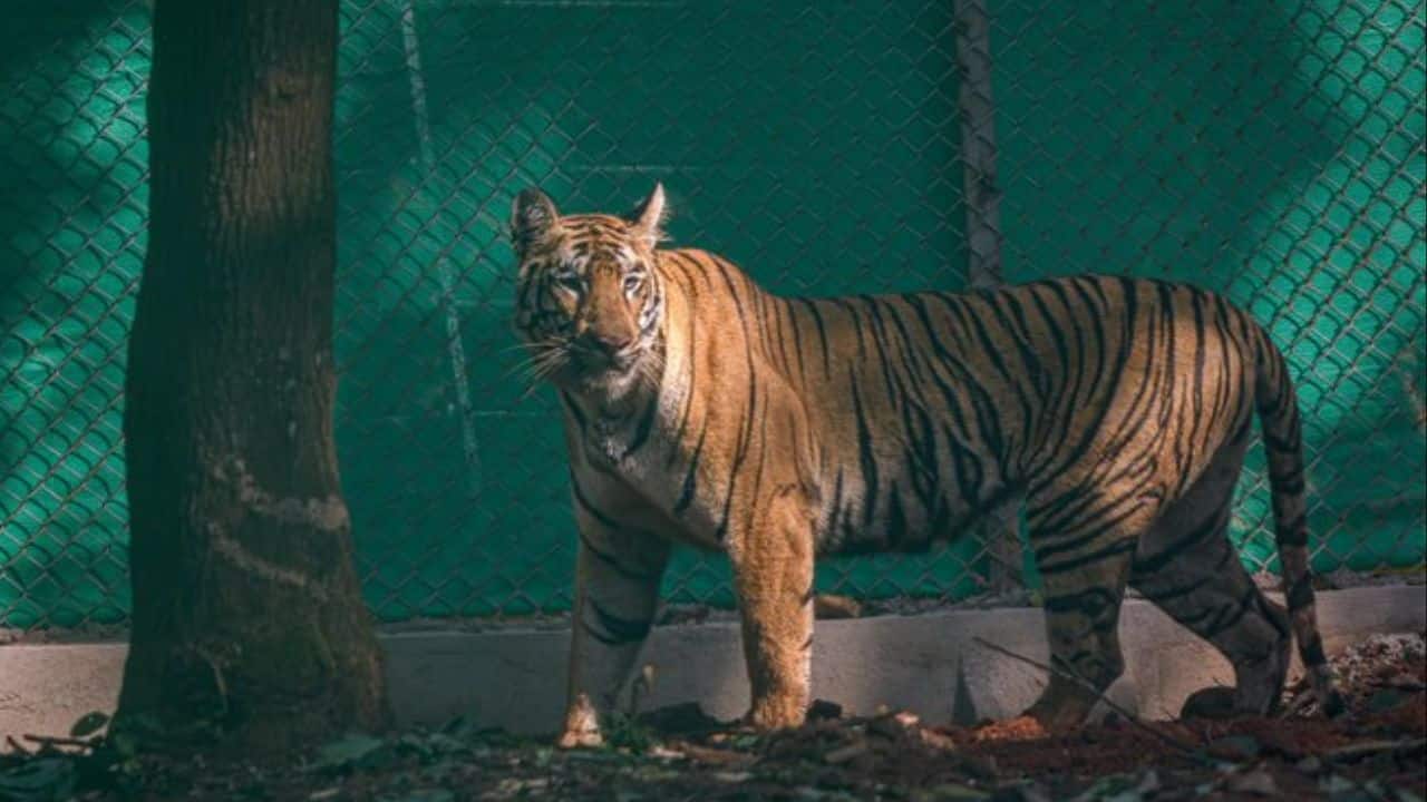 Three-year-old tigress Zeenat strays across West Bengal, evading traps and baits set by forest officials