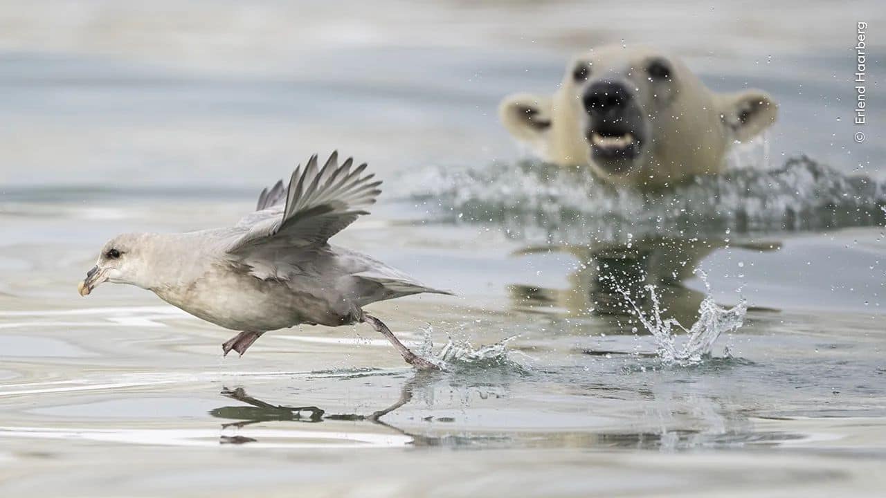 Erlend Haarberg captures a polar bear cub in Svalbard attempting playful underwater hunts on a fulmar, showcasing essential survival skills for life in the Arctic. (Image: Natural History Museum)