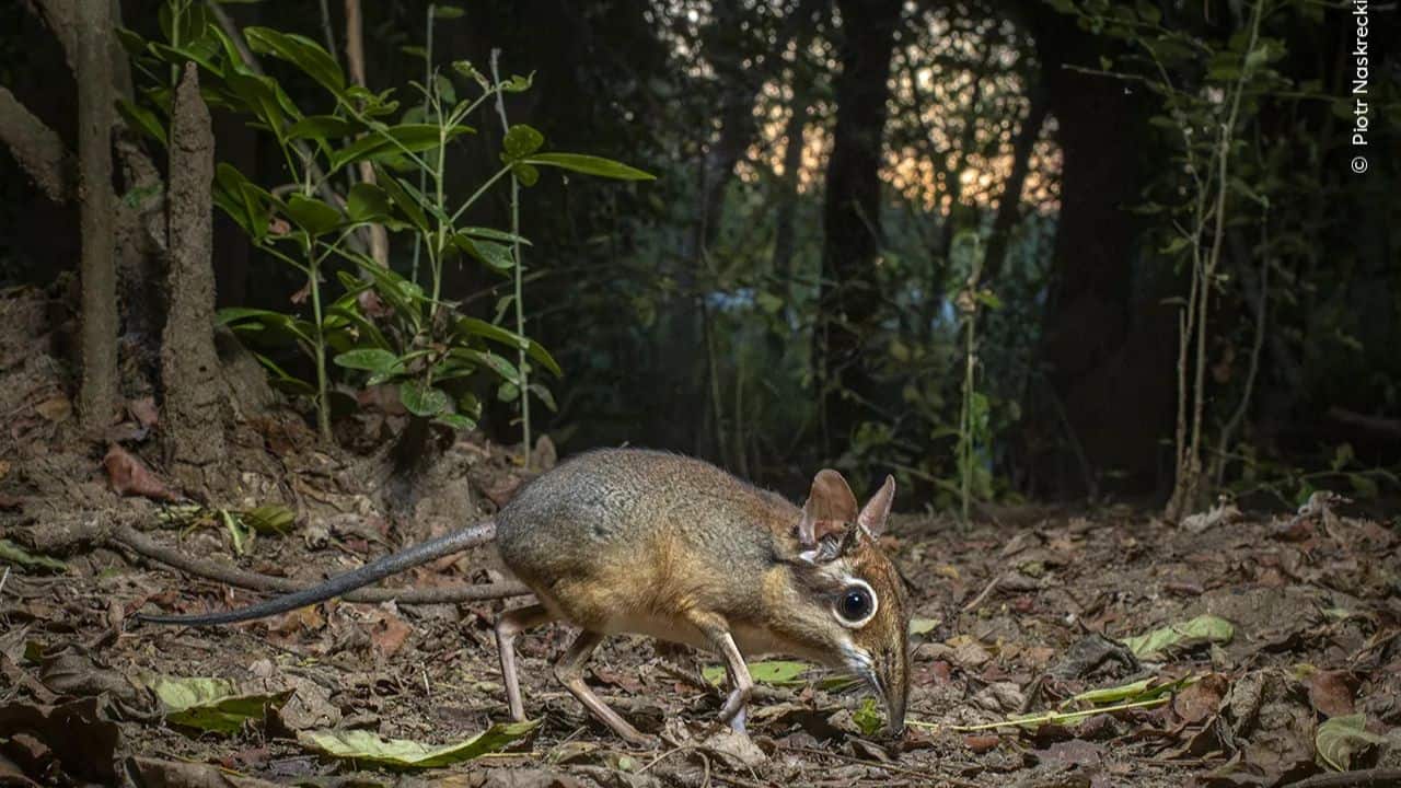 Ian Wood's photo captures a Eurasian badger ambling beneath badger graffiti in St Leonards-on-Sea, illuminated by a lamppost, highlighting urban wildlife coexistence. (Image: Natural History Museum) 