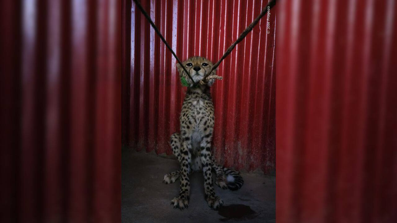 Jose Fragozo captures a cheetah cub hissing during a rescue in Ethiopia, highlighting illegal wildlife trafficking. The cub was safely relocated. (Image Credit: Natural History Museum)