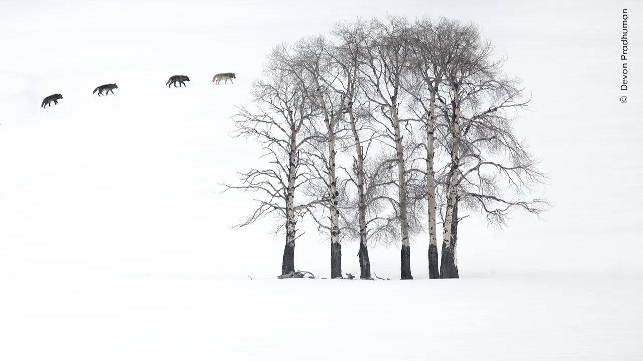Aspen Shadows: Devon Pradhuman captures four grey wolves crossing snowy aspens in Yellowstone, USA, during early spring as they search for their next meal. (Image Credit: Natural History Museum)