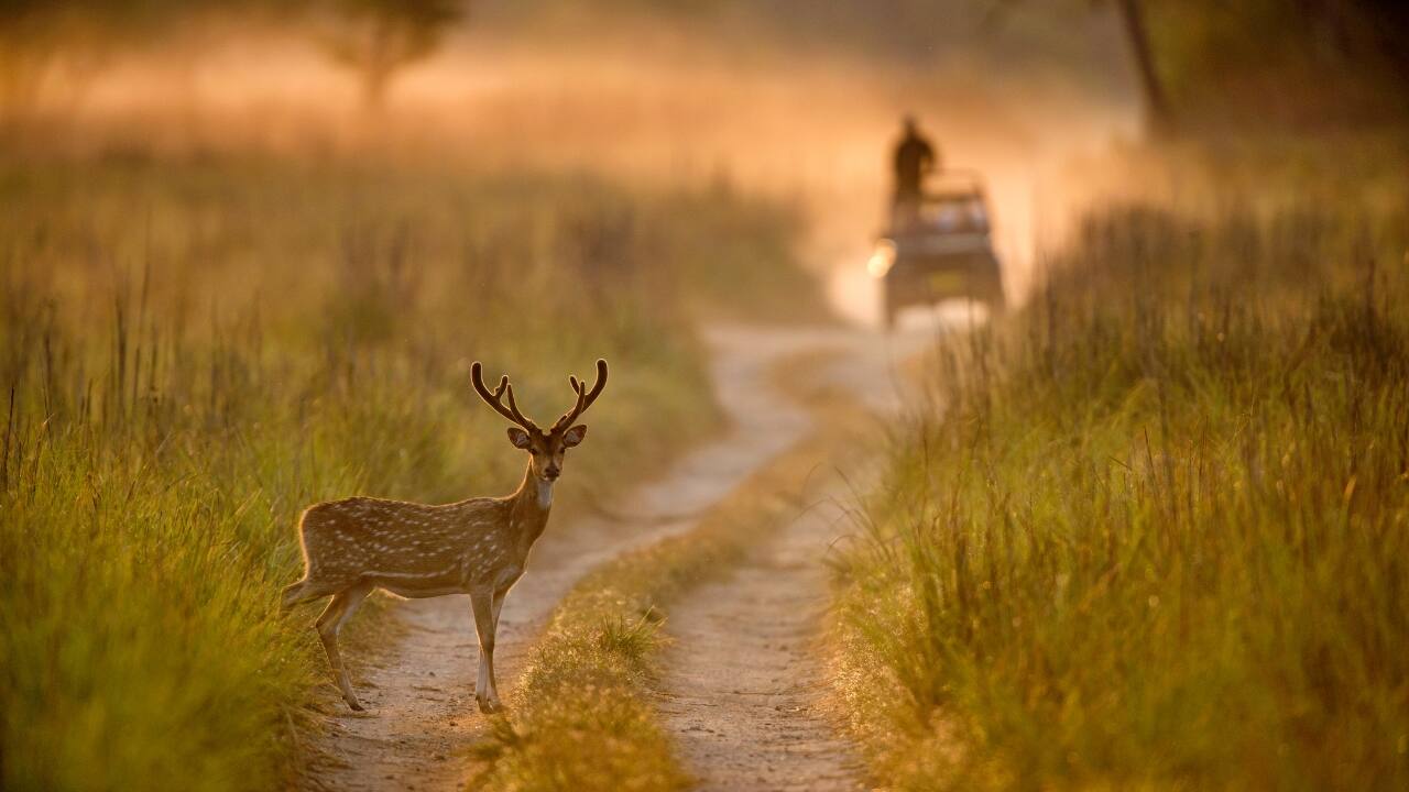 21 wildly beautiful national parks in India for animal lovers