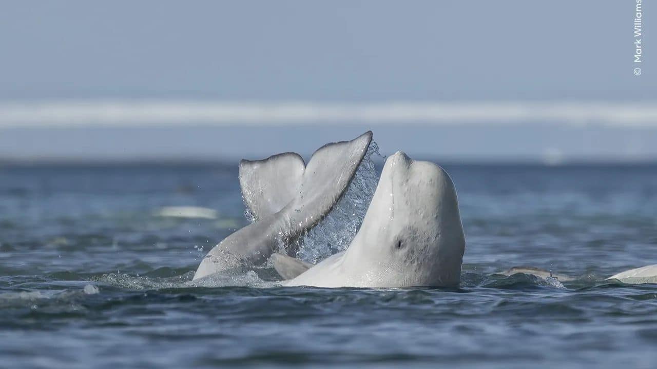 A Good Scratch: Mark Williams captures a beluga whale exfoliating in Canada’s Arctic. These sociable ‘canaries of the sea’ gather here, safe from orcas. (Image Credit: Natural History Museum)