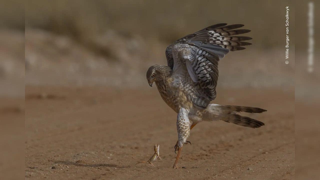 The Brave Gecko: Photographed by Willie Burger van Schalkwyk, a giant ground gecko bravely defends itself against a pale chanting goshawk in Kgalagadi Transfrontier Park, South Africa. (Image Credit: Natural History Museum) 