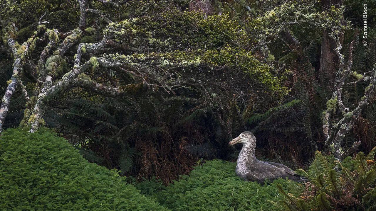Forest of Dreams: Photographer Samuel Bloch captured a northern giant petrel on Enderby Island, New Zealand, where it nests near a rātā tree forest. (Image Credit: Natural History Museum)