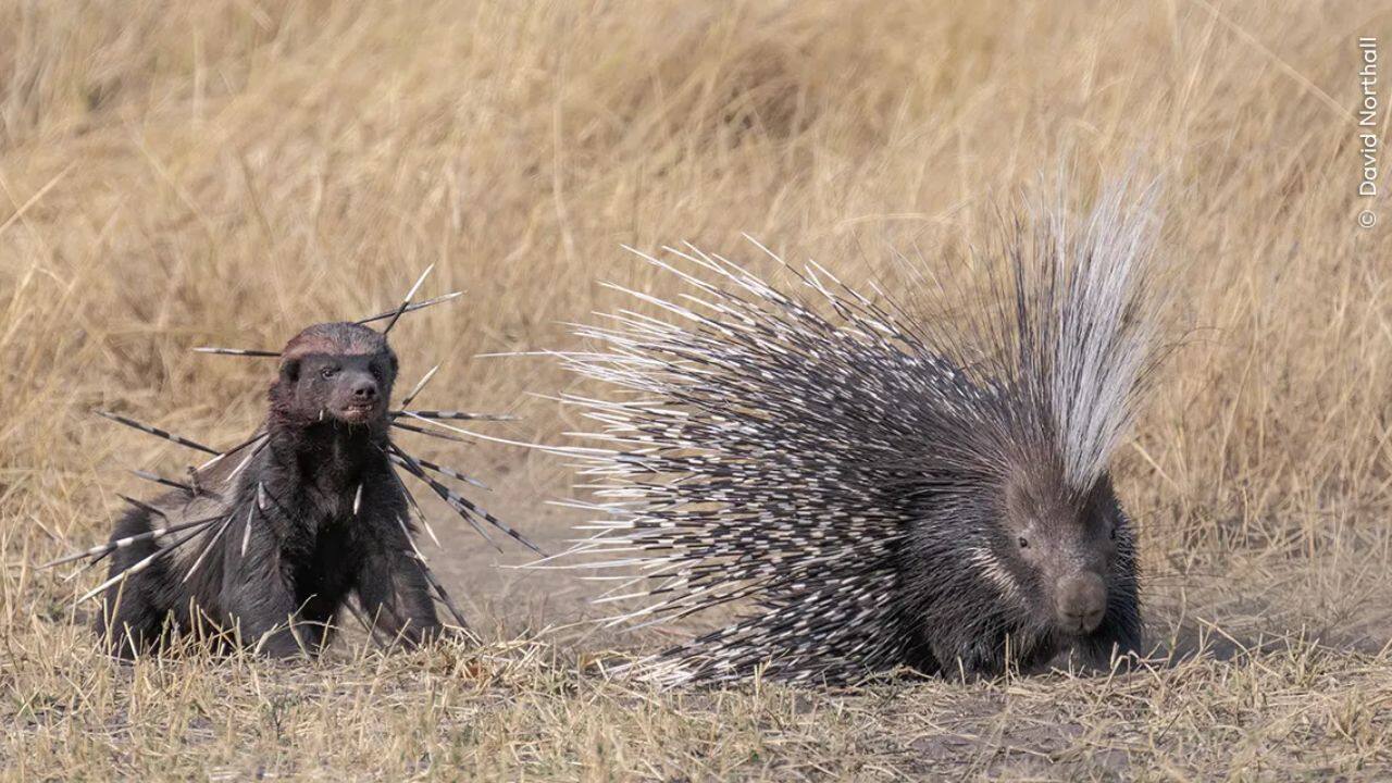 Spiked: Photographer David Northall captured a bloodied honey badger, determined to finish off a Cape porcupine after a fierce, quill-filled battle in Botswana. (Image Credit: Natural History Museum)