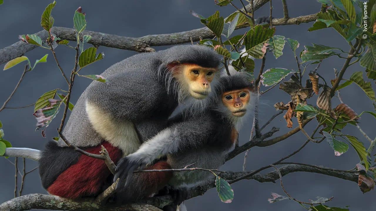 Togetherness: Ivan Ivanek captures red-shanked douc langurs mating gracefully in Vietnam’s Sơn Trà peninsula. Critically endangered, these primates face threats from habitat loss and hunting. (Image Credit: Natural History Museum)