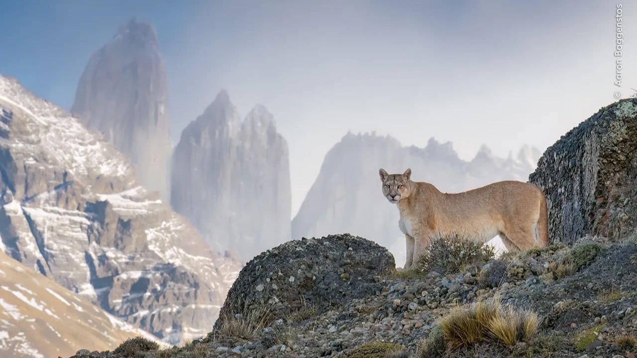 Scanning the Realm: Aaron Baggenstos captures a puma in Chile's Torres del Paine, showcasing conservation efforts that balance ecotourism, sheep farming, and coexistence with wildlife. (Image Credit: Natural History Museum) 