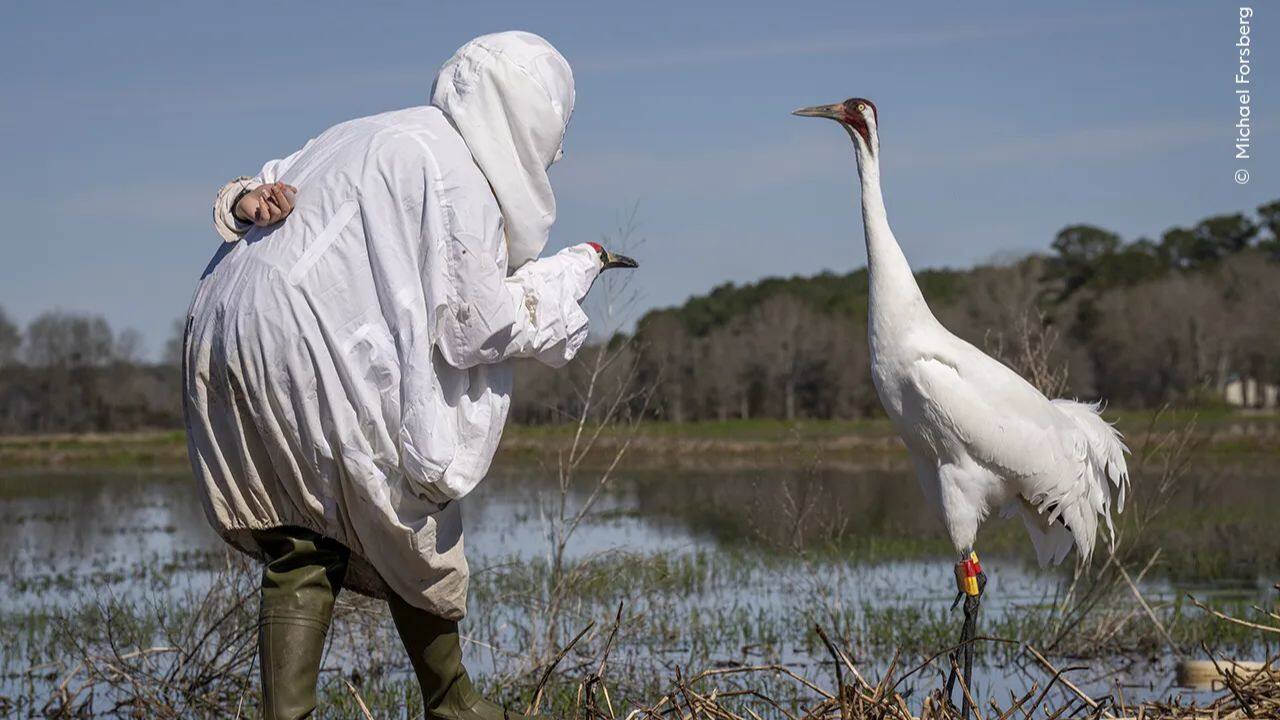 Meeting in the Marsh: Michael Forsberg captures a biologist checking an endangered whooping crane's health in Louisiana, aiding conservation efforts for a population now exceeding 800. (Image Credit: Natural History Museum)