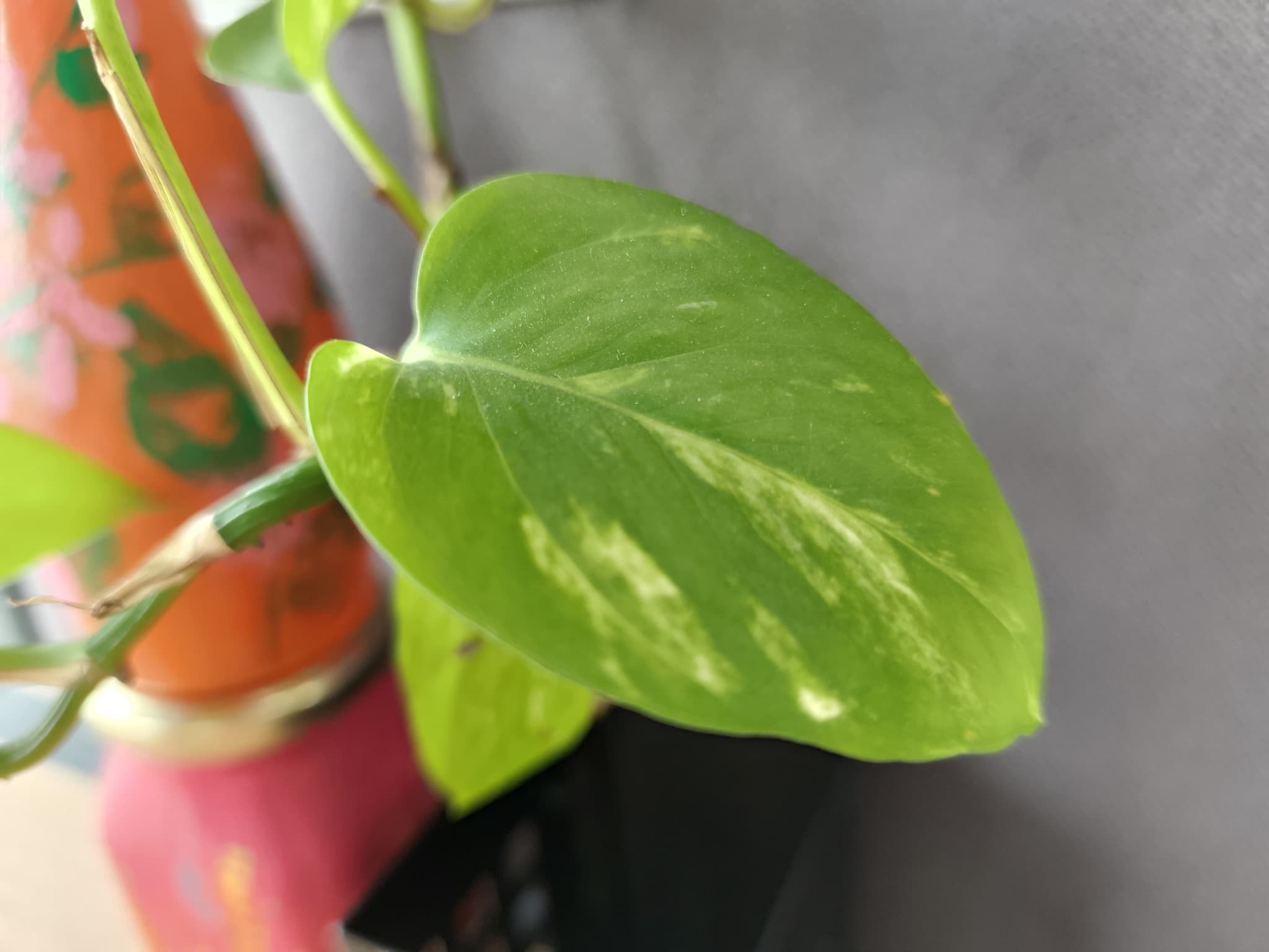 Redmi Note 14 Pro Plus Review 8