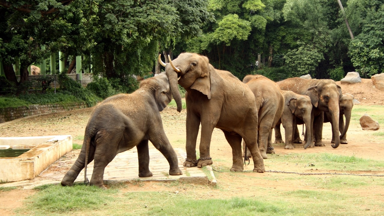 2. Mysore Zoo, Karnataka Established in 1892, Mysore Zoo is among India’s oldest and best-maintained zoos. Known for its wide array of species, including zebras, giraffes, and elephants, it offers a captivating experience in a lush, natural setting. (Image: Canva)