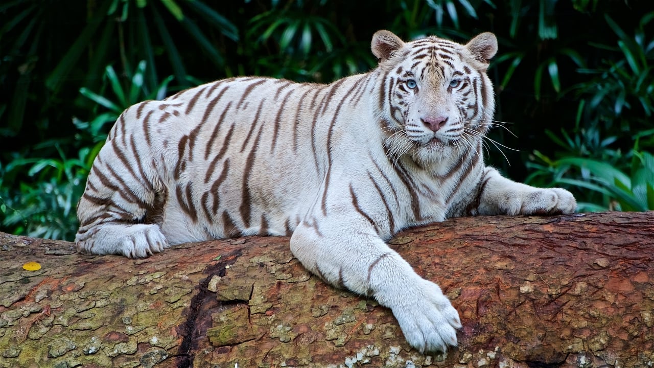 3. Nandankanan Zoological Park, Odisha Famous for its white tiger safari, Nandankanan is located on the banks of the Kanjia Lake near Bhubaneswar. This zoo is also home to a specialized reptile park, making it a must-visit for nature enthusiasts. (Image: Canva)