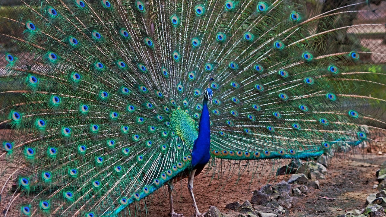 4. Alipore Zoological Gardens, West Bengal The Alipore Zoo in Kolkata, India’s oldest zoo, houses an impressive range of species such as rhinos, tigers, and giant tortoises. The zoo is known for its successful breeding programs and picturesque environment. (Image: Canva)