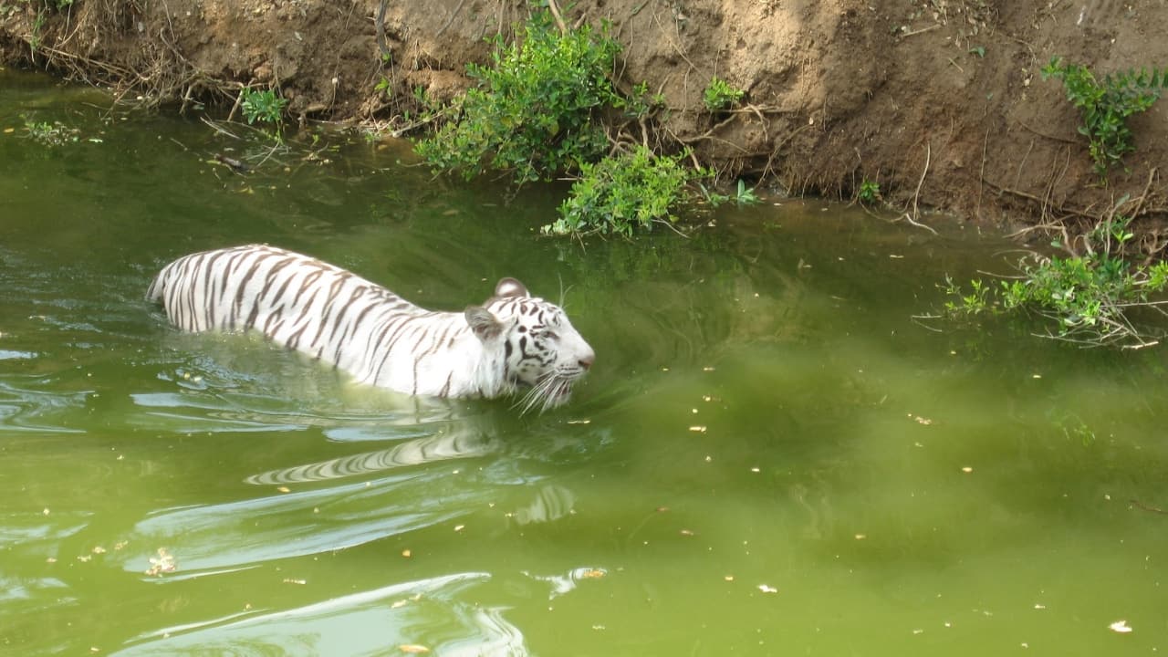 5. Nehru Zoological Park, Telangana Spread over 380 acres, Hyderabad’s Nehru Zoo features an extensive collection of fauna, including Bengal tigers, panthers, and a fascinating nocturnal animal house. The zoo also offers a toy train ride for added fun. (Image: Canva)