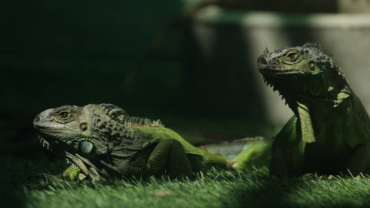 6. Sakkarbaug Zoological Garden, Gujarat Located in Junagadh, Sakkarbaug Zoo is renowned for its Asiatic lion breeding program. Visitors can see leopards, antelopes, and numerous bird species in this conservation-centric space. (Image: Canva)