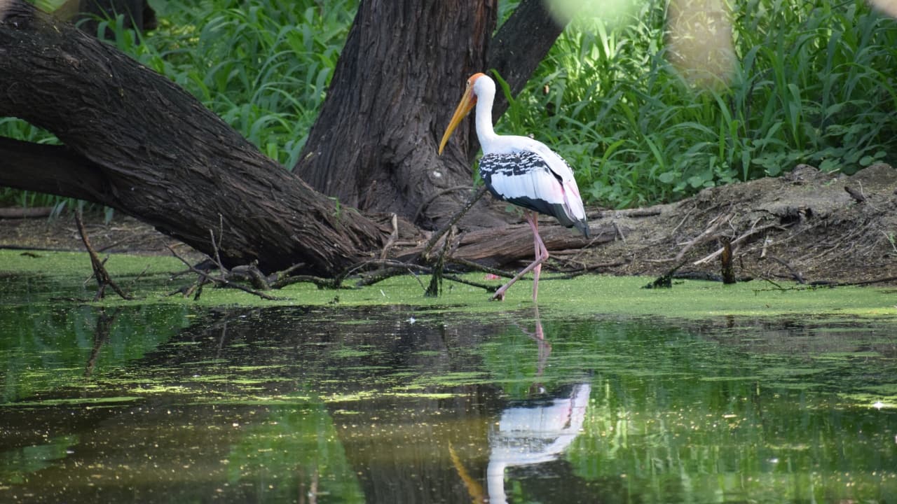 10. Tata Steel Zoological Park, Jharkhand Nestled in Jamshedpur, this eco-friendly zoo focuses on sustainable wildlife management. With its tranquil setting, it offers a peaceful escape to observe tigers, elephants, and migratory birds. (Image: Canva)