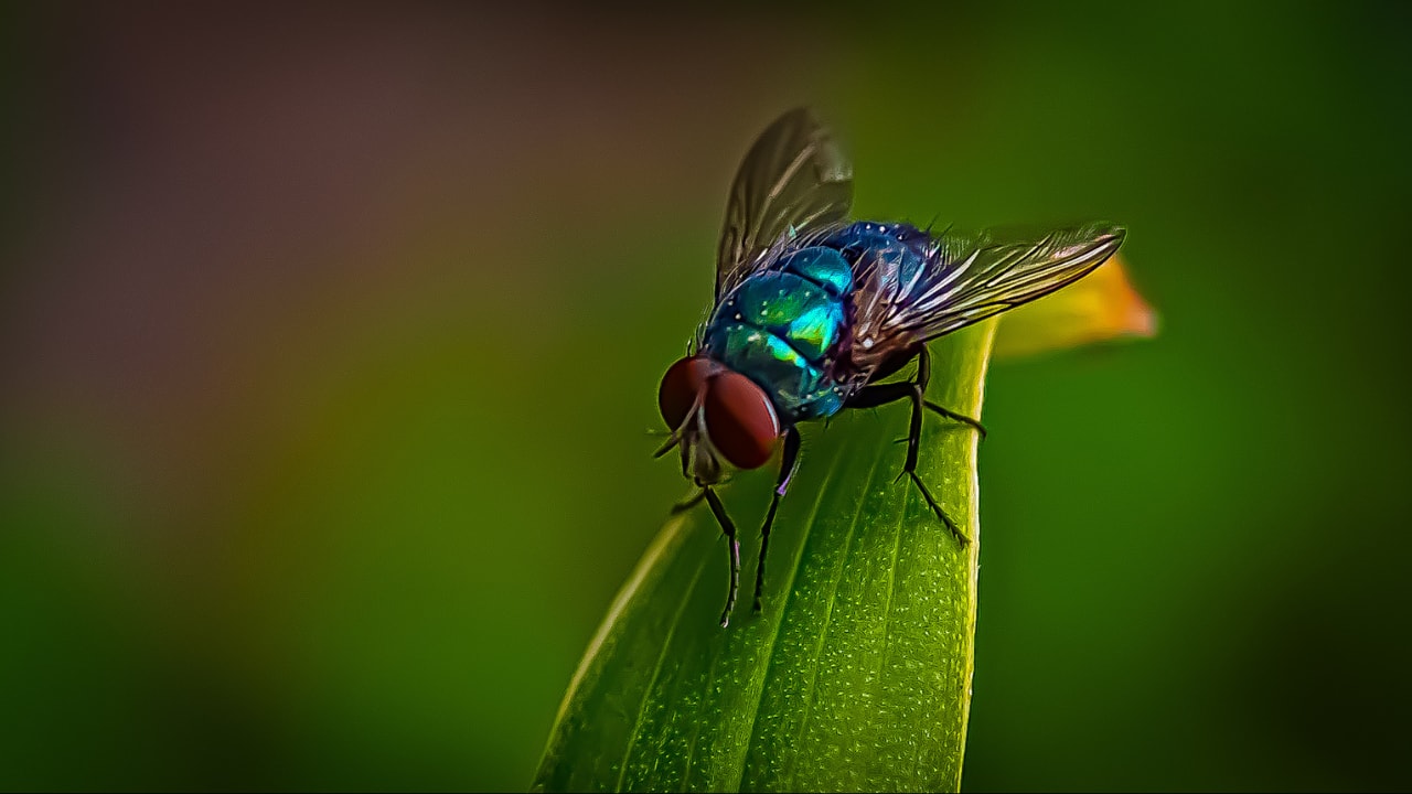 ‘One of most important species for science’: How humble fruit fly transformed 4 key fields of research