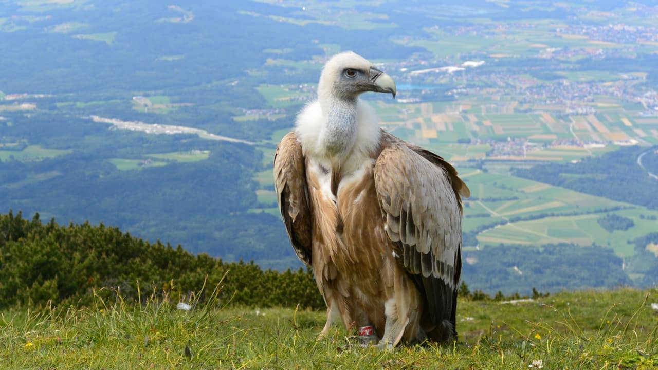 Epic journey: Lone one-year-old vulture travels 4,000km from Maharashtra to Tamil Nadu