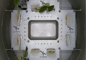 Cowpea seedlings onboard ISRO’s POEM-4 sprout first leaves in space