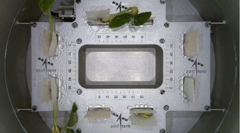 Cowpea seedlings onboard ISRO’s POEM-4 sprout first leaves in space