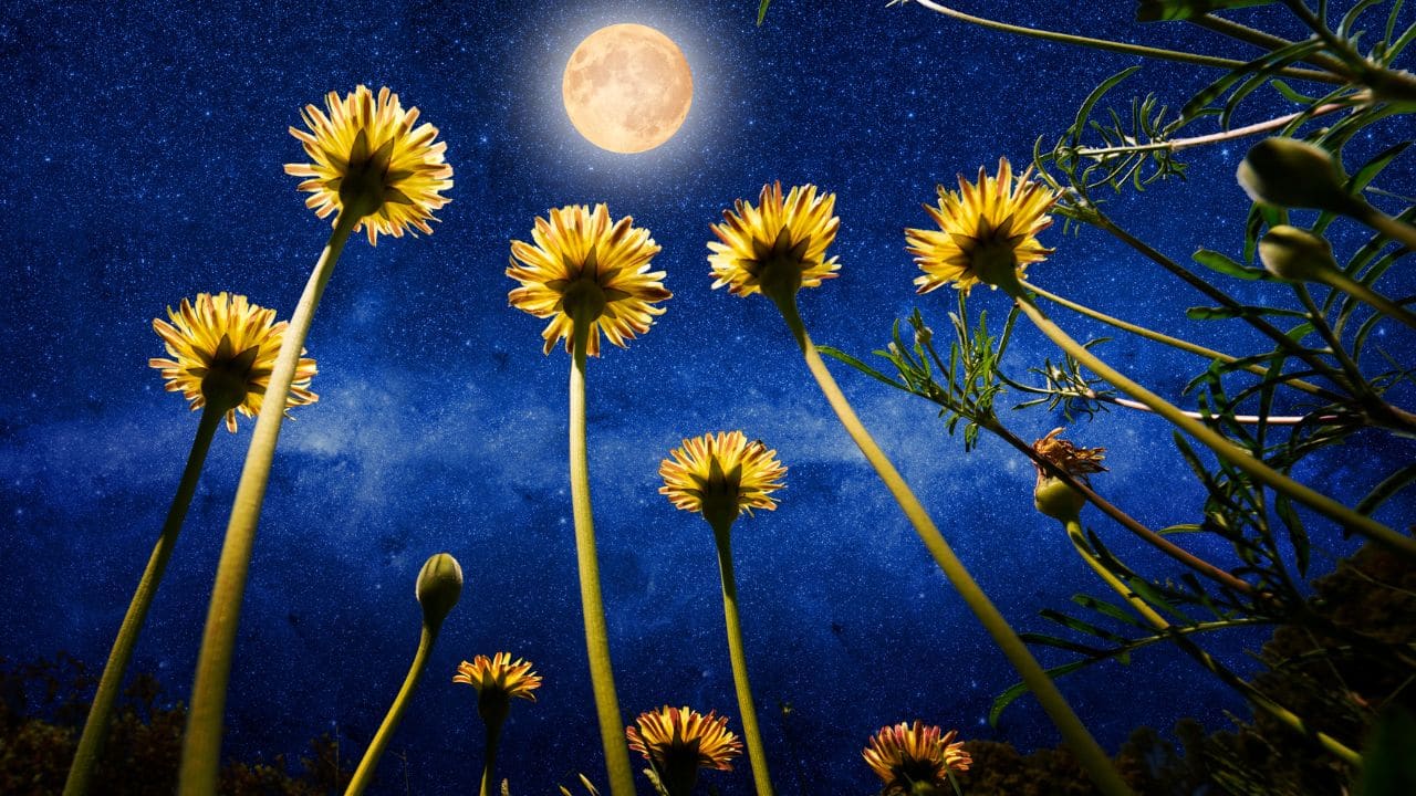 Flower Moon 2025: Date and how to watch May's full moon which is also a micromoon