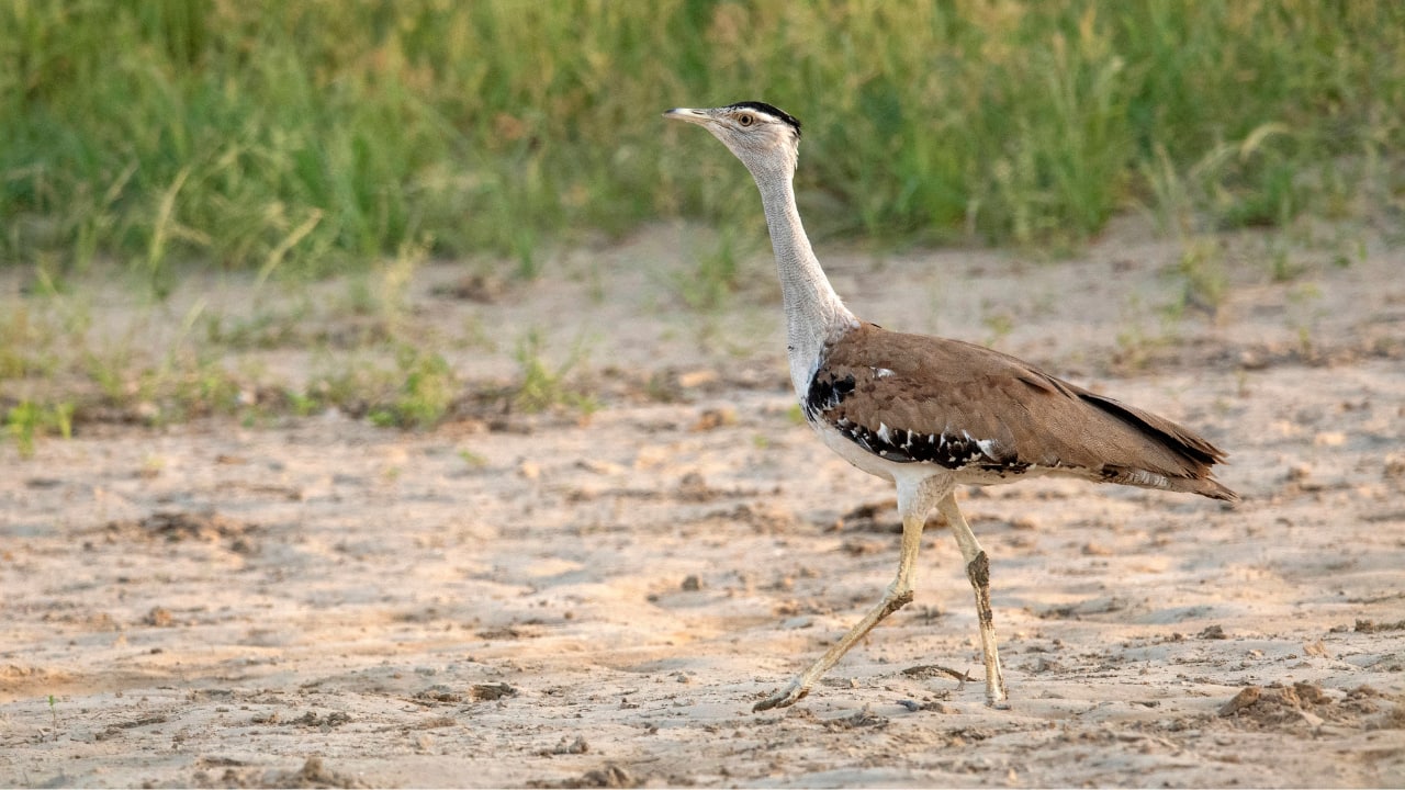 'Rare Bird species': 12 critically endangered Great Indian Bustard spotted in Rajasthan; see image