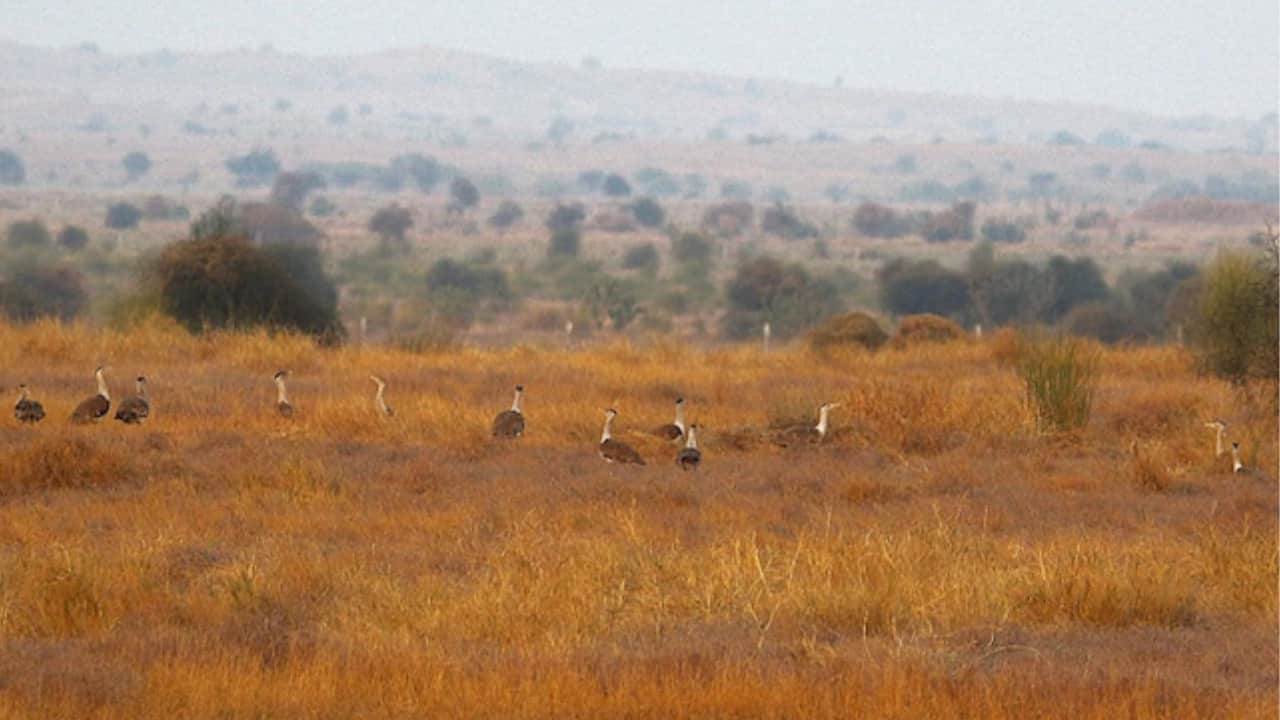 The Great Indian Bustard is found primarily in Rajasthan's Thar region. (Image: Dr Ashish Vyas, DCF, DNP)