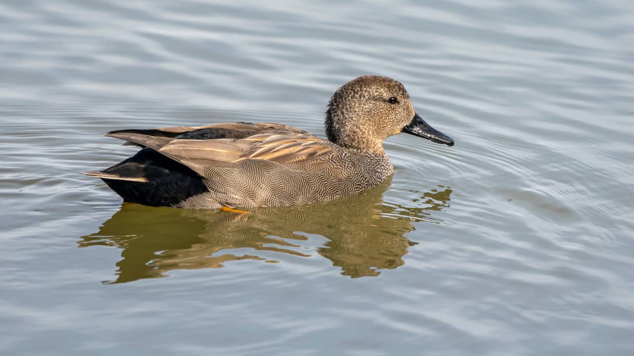 8 Colorful Migratory Birds to Spot at Surajpur Bird Sanctuary