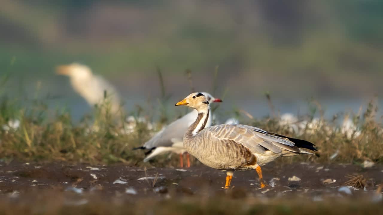 BAR-HEADED GOOSE