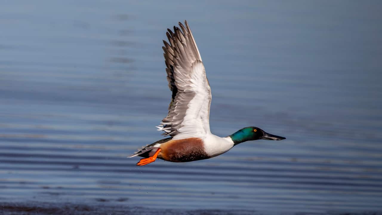 NORTHERN SHOVELER