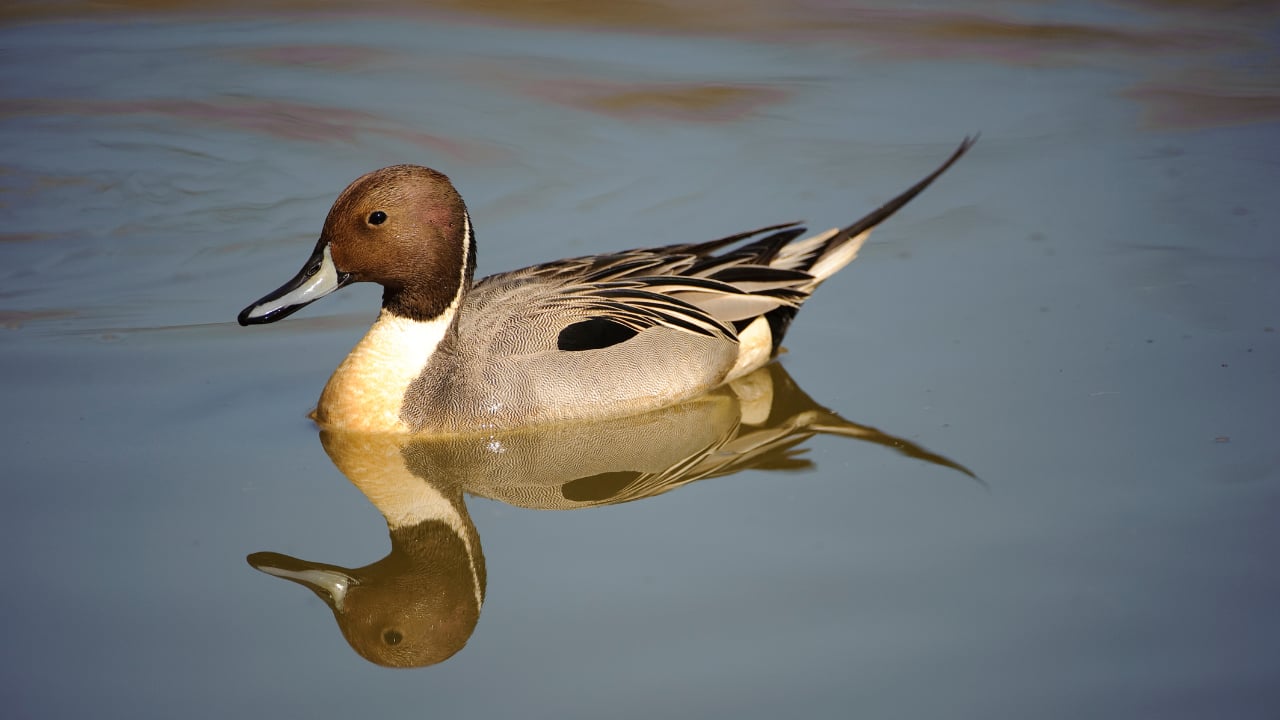 NORTHERN PINTAIL