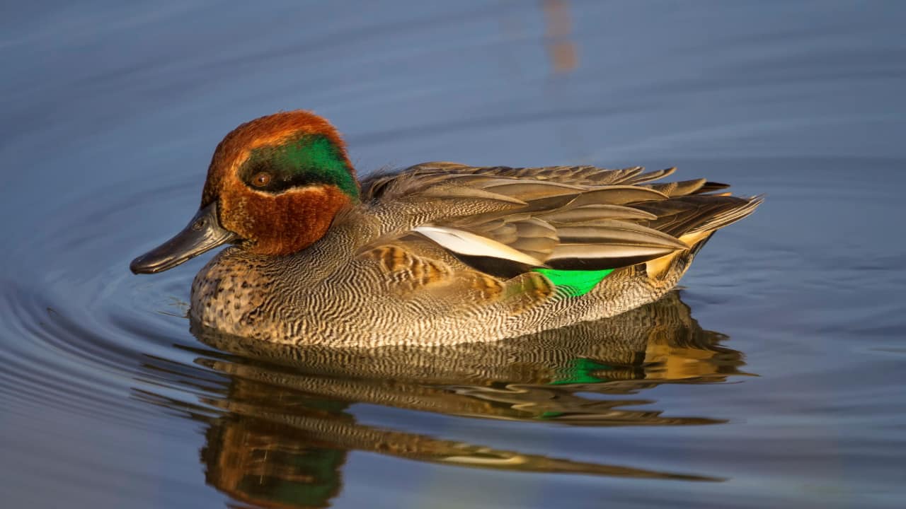 COMMON TEAL