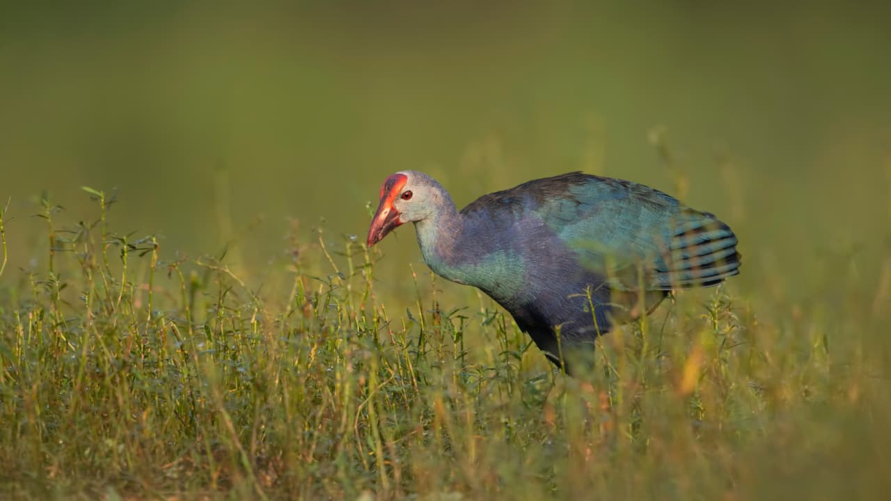 GREY-HEADED SWAMPHEN