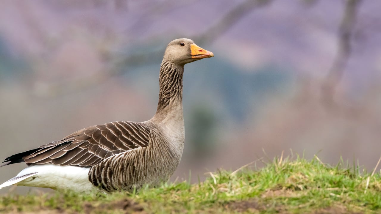 GREYLAG GOOSE