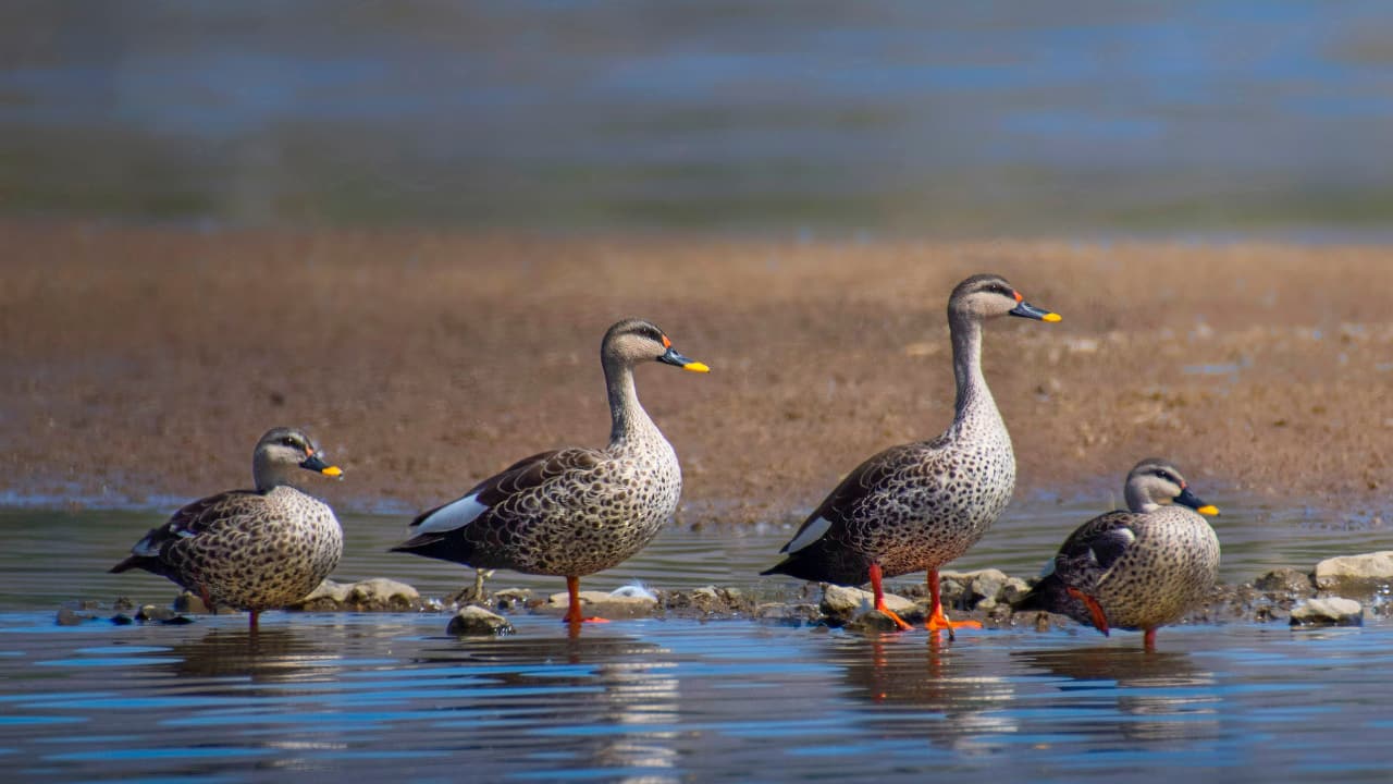 INDIAN SPOT-BILLED DUCK