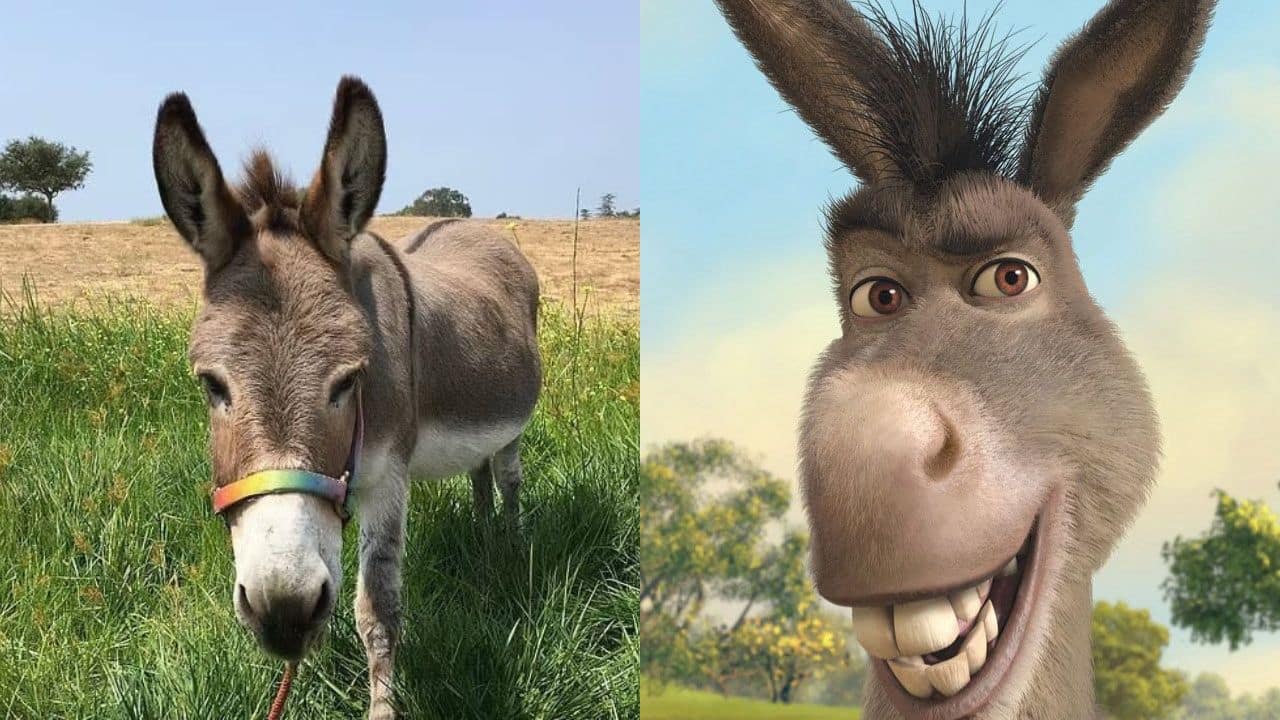 Perry, the real-life inspiration behind Shrek's beloved donkey, passes away at 30