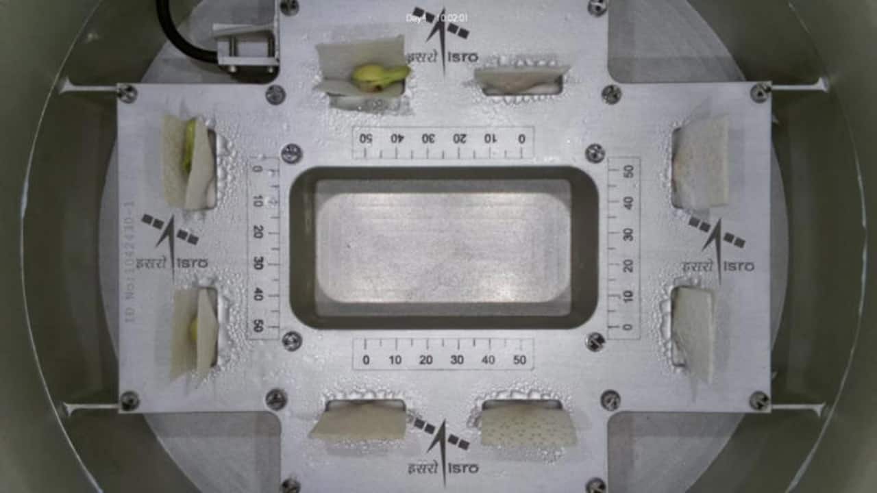 ISRO shares timelapse video showing how cowpea crop seeds sprouted green leaves in space; watch video here