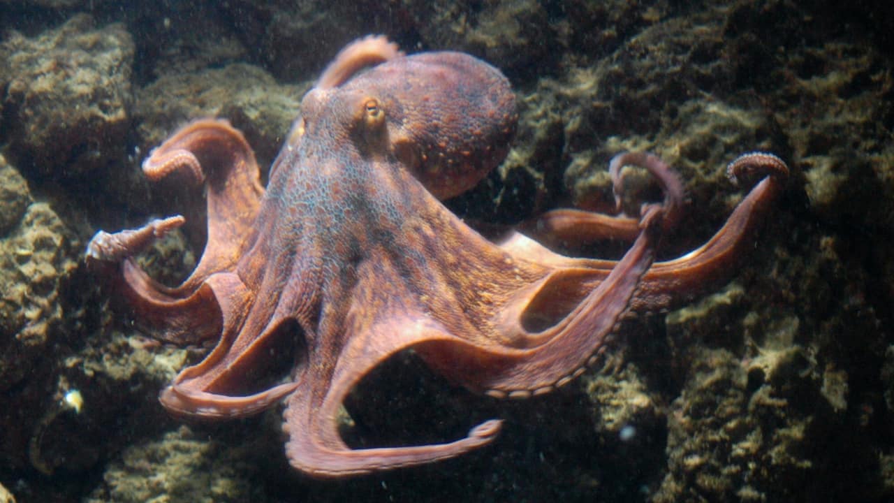 Could Octopuses Rule the Earth? (Image: Canva)
