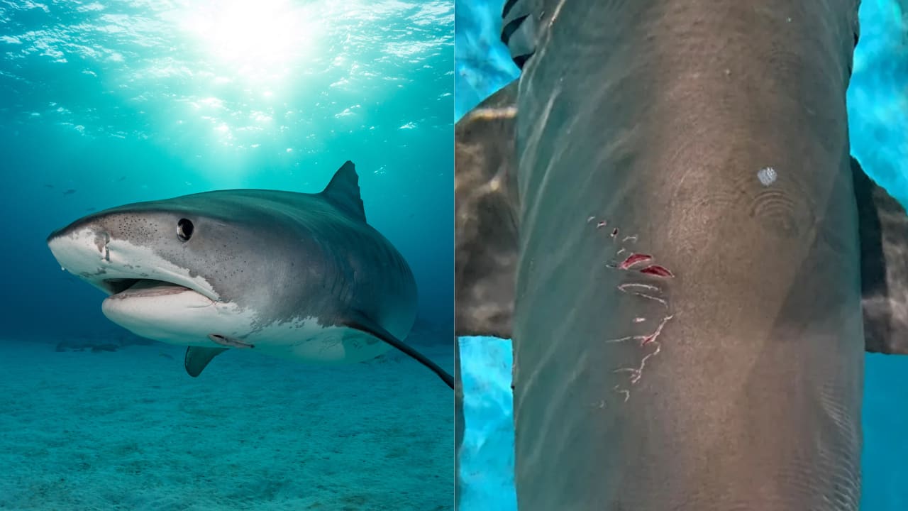 Scientists reveal secrets of sharks' sex lives by examining their bloody mating bite marks