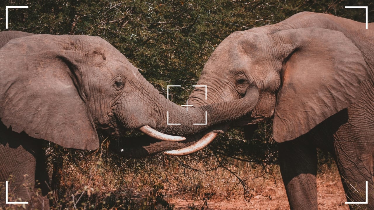 6. Kruger National Park, South Africa Home to Africa's Big Five—lions, elephants, buffalo, leopards, and rhinos—Kruger National Park offers some of the best wildlife photography experiences in the world. The park's vast, open savannahs and riverbanks provide endless opportunities to photograph iconic African animals in their natural surroundings. Photography tip: Consider shooting during the &quot;golden hour&quot; when light is soft, and wildlife is most active. The dense bushveld and open savannahs create opportunities for both close-up and landscape shots. (Image: Canva)