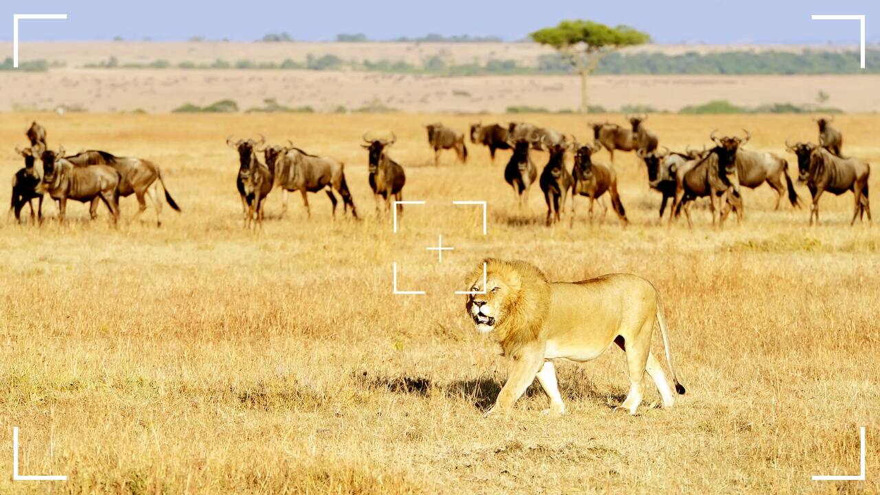 8. Masai Mara National Reserve, Kenya Known for its incredible wildlife and the Great Migration, Masai Mara National Reserve offers some of the best wildlife photography opportunities in Africa. From massive herds of wildebeest crossing the plains to predators like lions and cheetahs hunting, the Mara is a dynamic and lively place to capture nature at its rawest. Photography tip: Capture action shots during the Great Migration, where thousands of animals move across the savanna, and use a fast shutter speed to freeze dramatic moments. (Image: Canva)