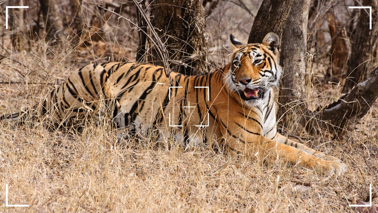 9. Ranthambore National Park, India Ranthambore National Park, located in Rajasthan, India, is famous for its tiger population. With a landscape of dry deciduous forests, lakes, and ruins of ancient forts, this park is a perfect destination for capturing the elusive Bengal tiger. The park also offers a host of other wildlife, including leopards, sloth bears, and various bird species. Photography tip: Patience is key when photographing tigers. Early morning or late afternoon light will help illuminate the tiger’s majestic profile against the park’s rustic scenery. (Image: Canva)