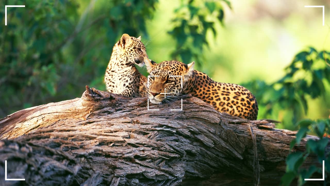 For wildlife photographers, there’s nothing quite like capturing the raw beauty of animals in their natural habitat. National parks offer an extraordinary array of opportunities to photograph incredible creatures and stunning landscapes. If you're a passionate wildlife traveler with a camera in hand, here are the top 10 must-visit national parks that promise to elevate your photography game to the next level. Ready to snap those awe-inspiring shots? Let’s dive in! (Image: Canva)