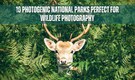 Top 10 wildlife photography spots around the world