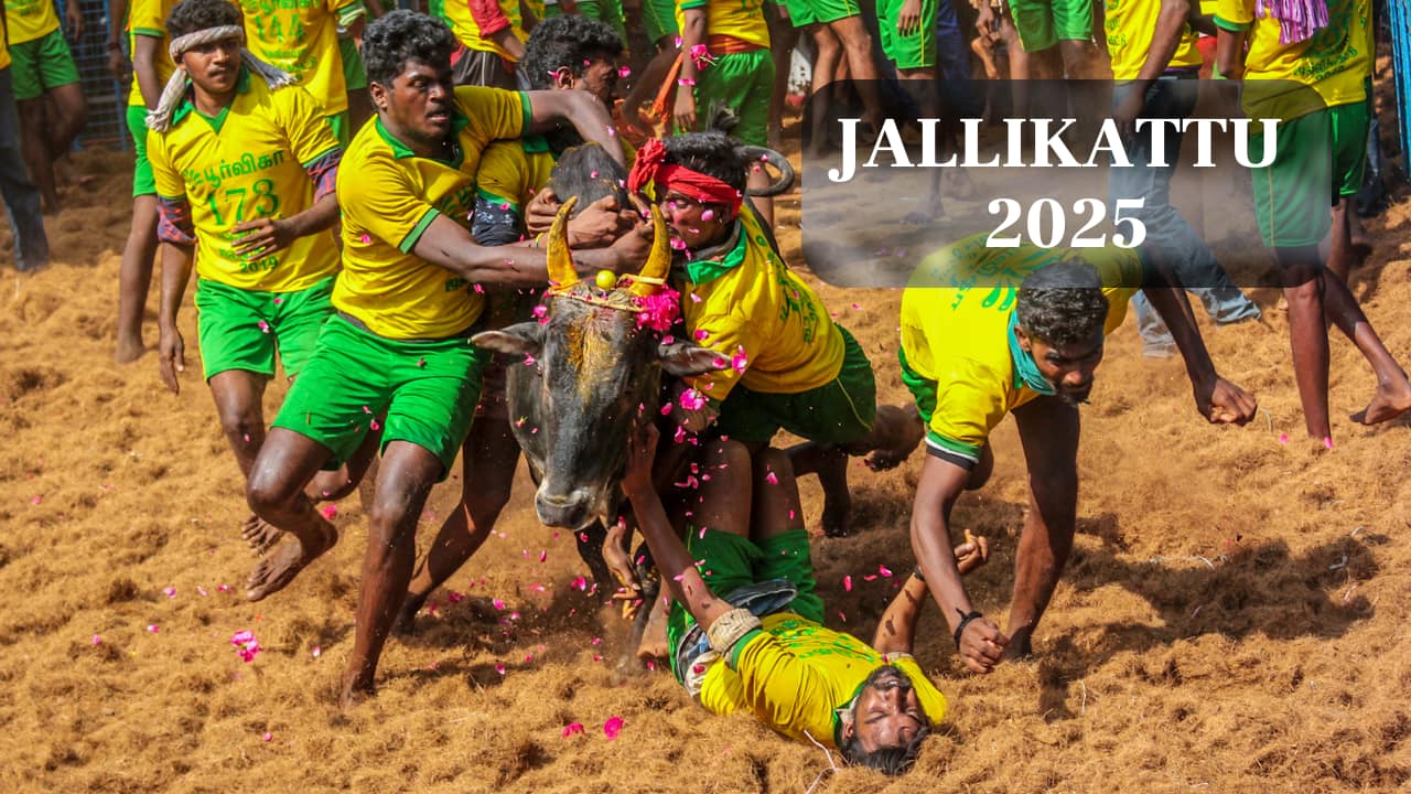 Jallikattu 2025 Date and Place: 1,100 Bulls, 900 tamers to participate in Avaniyapuram Jallikattu