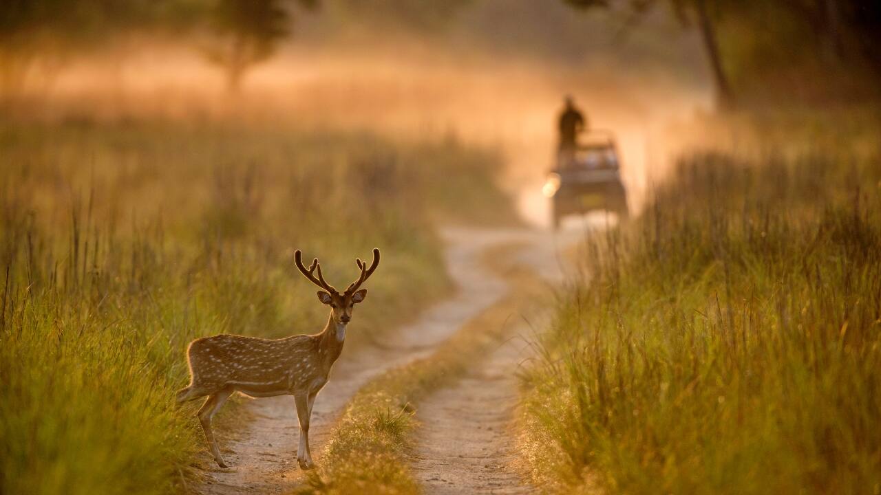 6. Jim Corbett National Park: India’s oldest national park offers an exciting escape into nature. Book a jeep safari to spot Bengal tigers, elephants, and exotic birds, or trek through the lush trails. For added adventure, stay in a forest lodge and enjoy the tranquil wilderness. (Image: Canva)