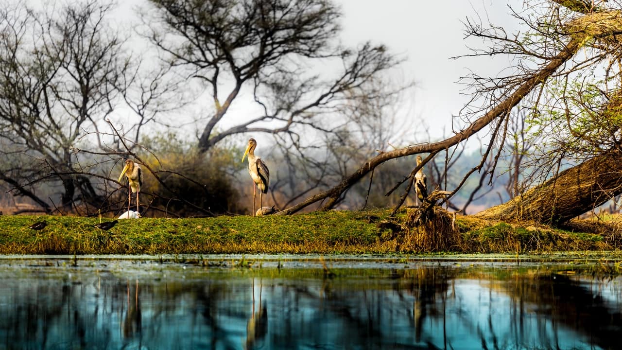 8. Bharatpur: Keoladeo National Park, just a 4-hour drive from Delhi, is a haven for birdwatchers. Home to over 370 species of birds, including the Siberian crane, it’s a UNESCO World Heritage Site. Rent a bicycle or take a rickshaw ride to explore this serene sanctuary. (Image: Canva)