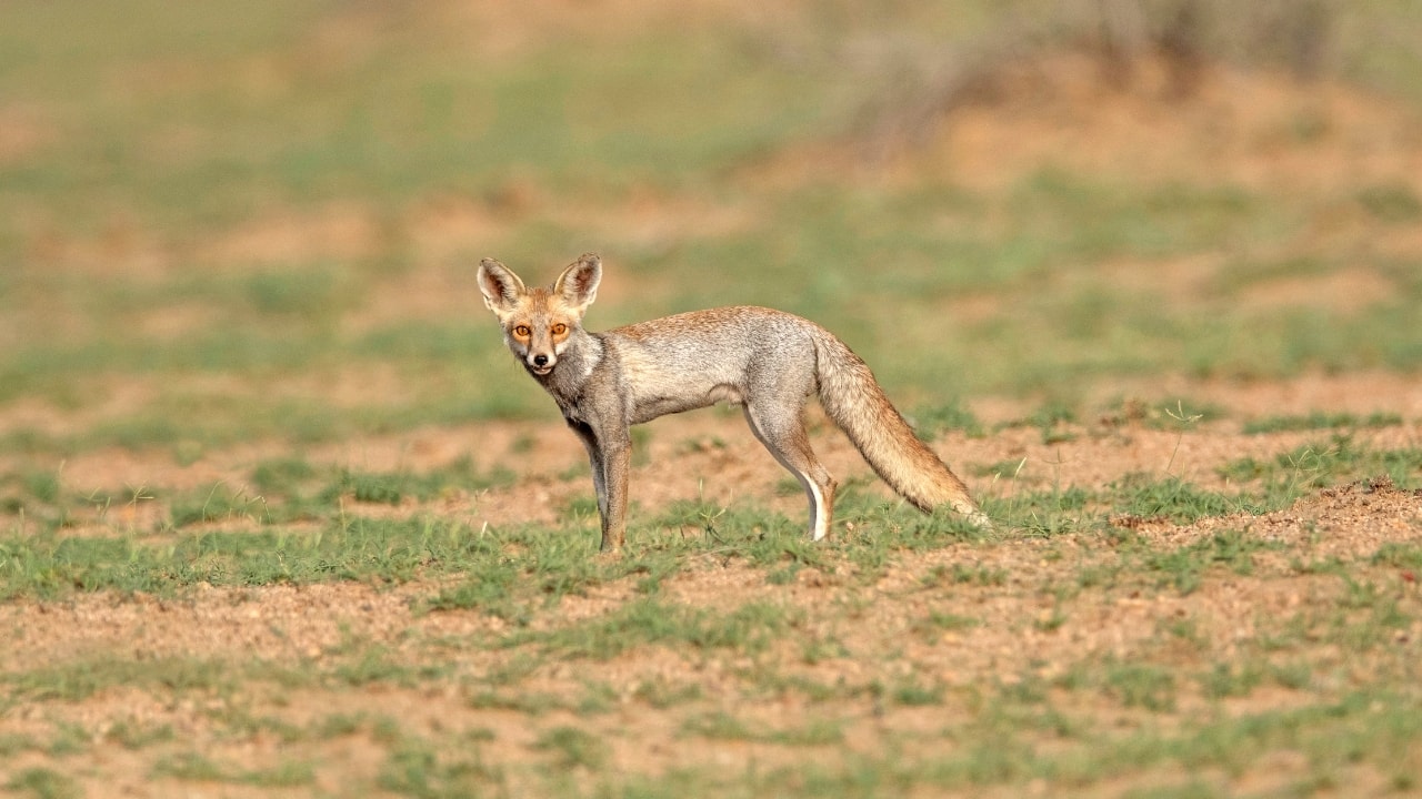 Desert National Park: A Sanctuary for Endangered Species, Home to the Majestic Great Indian Bustard (Image: Canva)